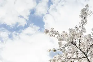 Cloudy Blue Sky Europe Drucke: Prunes tree in blossom