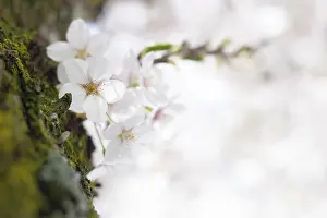 Europe Spring Flowers Drucke: Prunes tree in blossom