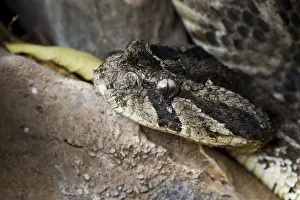 Poisonous Snake Drucke: Puff Adder, Bitis arietans