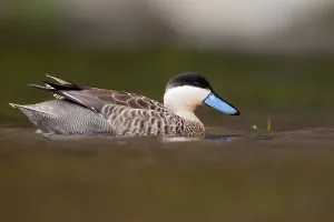 Peru Bird Species Drucke: Puna Teal