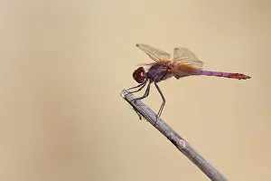 Bilder Datiert 26. Mai 2013: Purperlibel, Violet Dropwing, Violet-marked Darter, Trithemis an