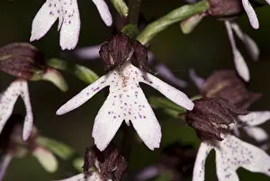 Orchids Of Europe Drucke: Purperorchis
