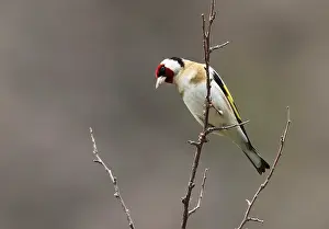 Carduelis Carduelis Drucke: Putter