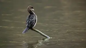 Europe Bird Species Drucke: Pygmy Cormorant, Dwergaalscholver, Microcarbo pygmaeus