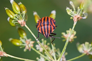 Graphosoma Lineatum Drucke: Pyjamawants, Striped Shield Bug, Graphosoma lineatum