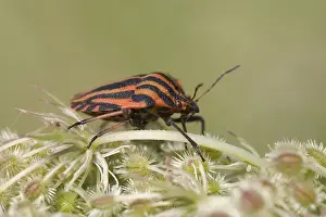 Bilder Datiert 2. September 2007: Pyjamawants, Streifenpanzerwanze, Graphosoma lineatum