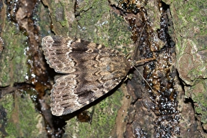 Pyramidevlinder, Kupfer-Unterfalter, Amphipyra pyramidea