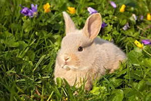 Young Bunny Drucke: Rabbit, Bunny
