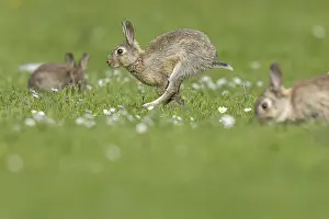 Oryctolagus Cuniculus Species Drucke: Rabbit, Oryctolagus cuniculus