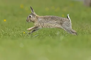 Oryctolagus Cuniculus Species Drucke: Rabbit, Oryctolagus cuniculus