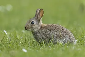 Oryctolagus Cuniculus Drucke: Rabbit, Oryctolagus cuniculus
