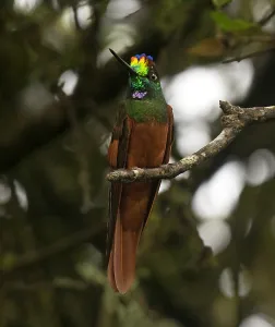 Ecuador Wildlife Photos Drucke: Rainbow Starfrontlet, Coeligena iris