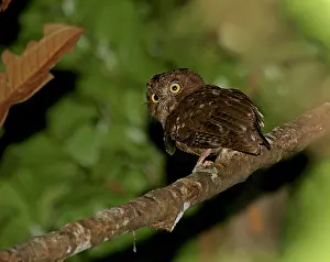 Madagascar Endemic Animals Drucke: Rainforest scops owl, Otus rutilus
