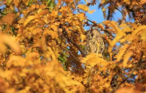 Long Eared Owl Drucke: Ransuil