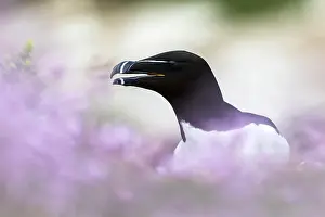Razorbill Bird Drucke: Razorbill