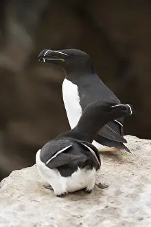 Razorbill Bird Drucke: Razorbill