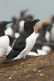 Razorbill Bird Drucke: Razorbill