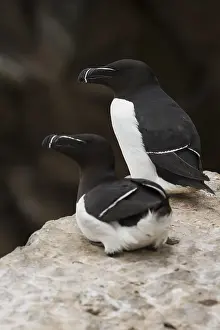 Razorbill Bird Drucke: Razorbill
