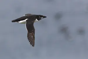 Razorbill Bird Drucke: Razorbill