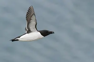 Razorbill Bird Drucke: Razorbill