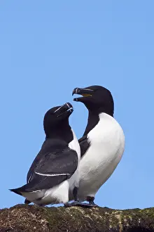 Razorbill Bird Drucke: Razorbill, Alca torda