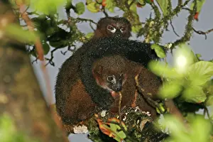 Tropical Forest Animals Drucke: Red-bellied lemur, Eulemur rubriventer