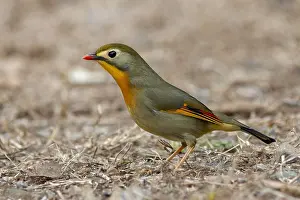 Songbird Nature Photography Drucke: Red-billed Leiothrix, Leiothrix lutea