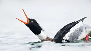 Vertebrate Animals Europe Drucke: Red-breasted Merganser