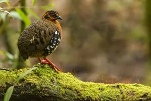 Tropical Wildlife Images Drucke: Red-breasted Partridge, Arborophila hyperythra