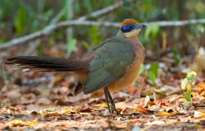 Cuculidae Family Birds Drucke: Red-capped Coua, Coua ruficeps