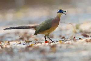 Cuculidae Family Birds Drucke: Red-capped Coua, Coua ruficeps