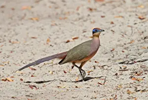 Wild Animal In Nature Drucke: Red-capped coua, Coua ruficeps