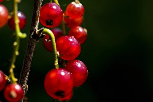 Red Currant Drucke: Red currant; Ribes rubrum