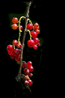 Red Currant Drucke: Red currant; Ribes rubrum