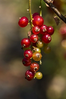 Close Up Red Berries Drucke: Red currant; Ribes rubrum