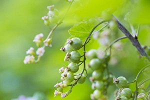Red Currant Drucke: Red currant; Ribes rubrum