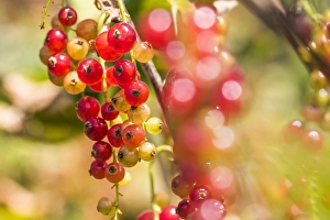 Red Currant Drucke: Red currant; Ribes rubrum
