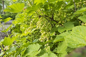 Springtime Garden Blooms Drucke: Red currant; Ribes rubrum