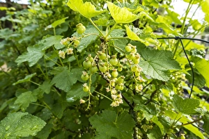Rote Johannisbeere; Ribes rubrum