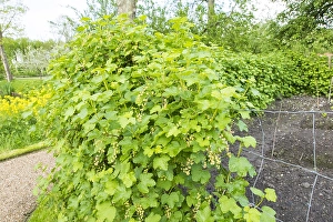 Dutch Spring Flowers Drucke: Red currant; Ribes rubrum