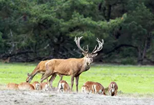 European Red Deer Drucke: Red Deer, Cervus elaphus