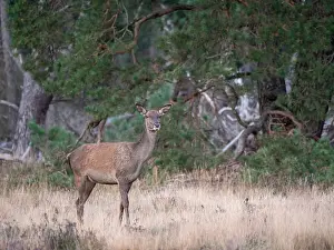 European Red Deer Drucke: Red, Deer; Cervus elaphus
