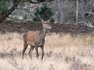 European Red Deer Drucke: Red, Deer; Cervus elaphus