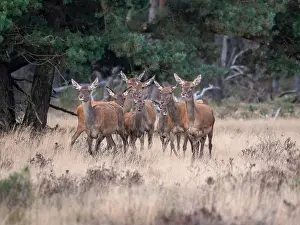 Cervus Elaphus Images Drucke: Red, Deer; Cervus elaphus