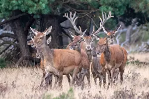 European Red Deer Drucke: Red, Deer; Cervus elaphus