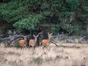 European Red Deer Habitat Drucke: Red, Deer; Cervus elaphus