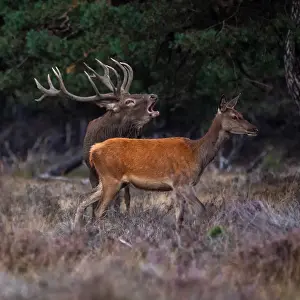 European Red Deer Drucke: Red, Deer; Cervus elaphus