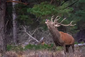 European Red Deer Drucke: Red, Deer; Cervus elaphus