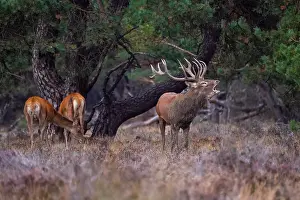 European Red Deer Drucke: Red, Deer; Cervus elaphus