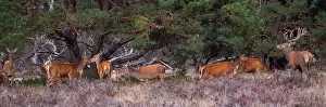 European Red Deer Drucke: Red, Deer; Cervus elaphus